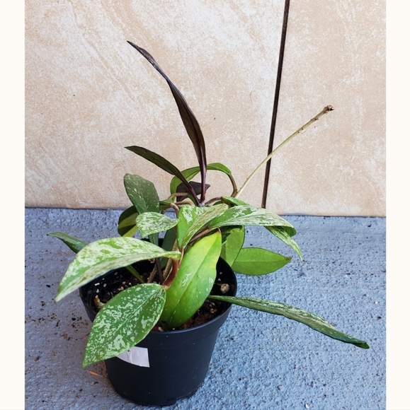 Hoya Publicalyx 3" pot - Picture 5 of 5